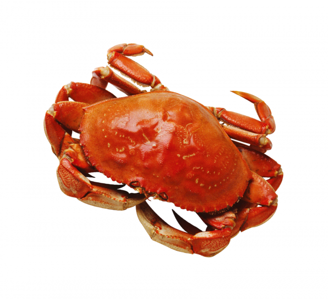 螃蟹_蟹_crab_crab