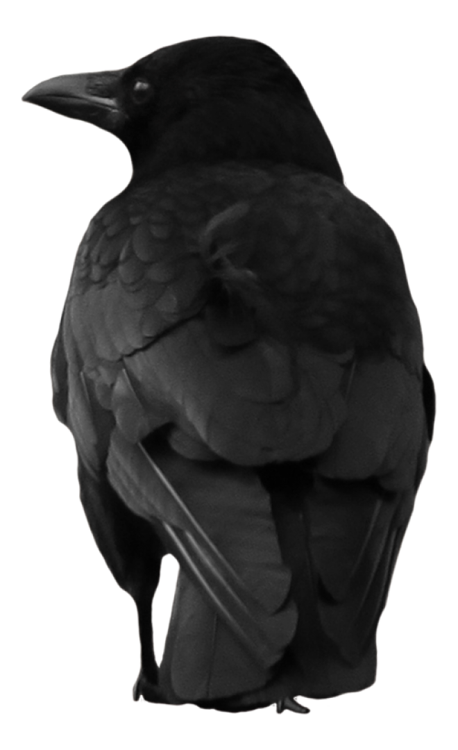烏鴉_老鴰_crow_crow