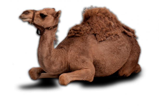 駱駝_沙漠之舟_camel_camel