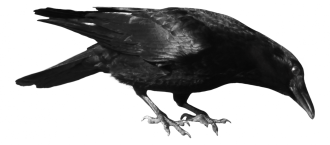 烏鴉_老鴰_crow_crow