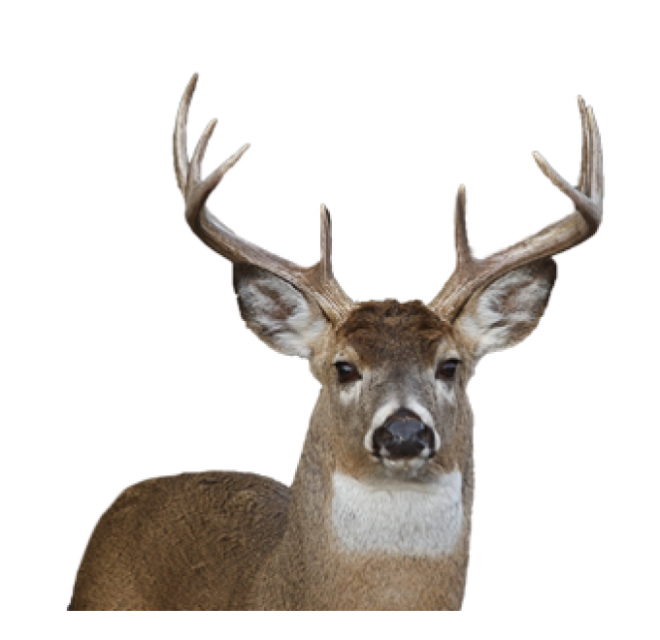 梅花鹿_鹿_deer_deer