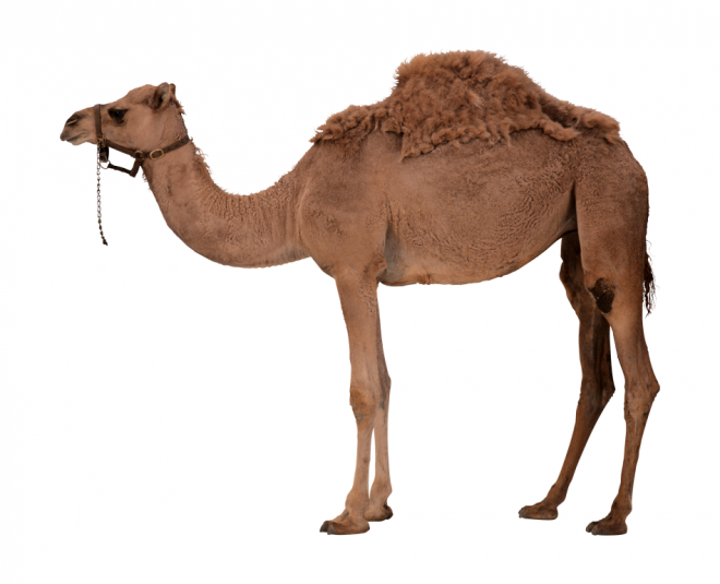 駱駝_沙漠之舟_camel_camel