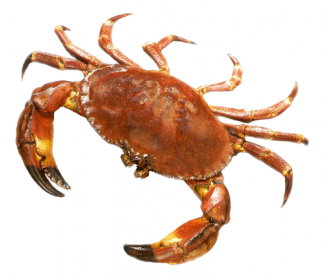 螃蟹_蟹_crab_crab