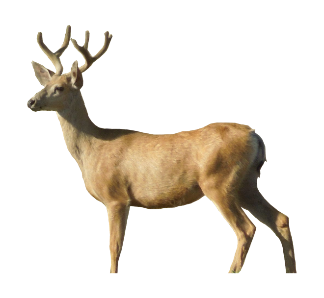 梅花鹿_鹿_deer_deer