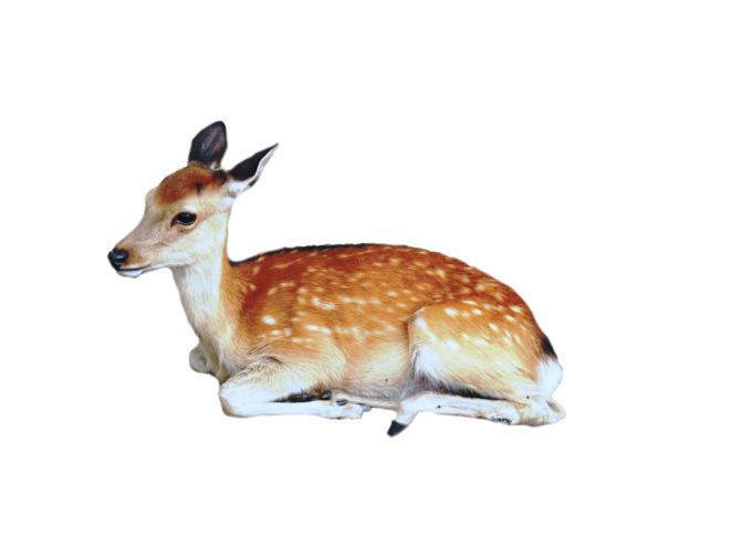 梅花鹿_鹿_deer_deer