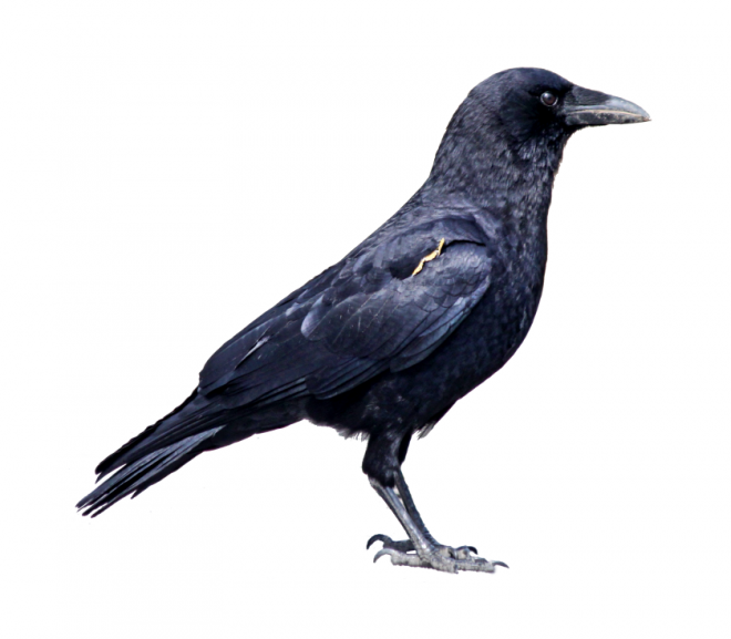 烏鴉_老鴰_crow_crow