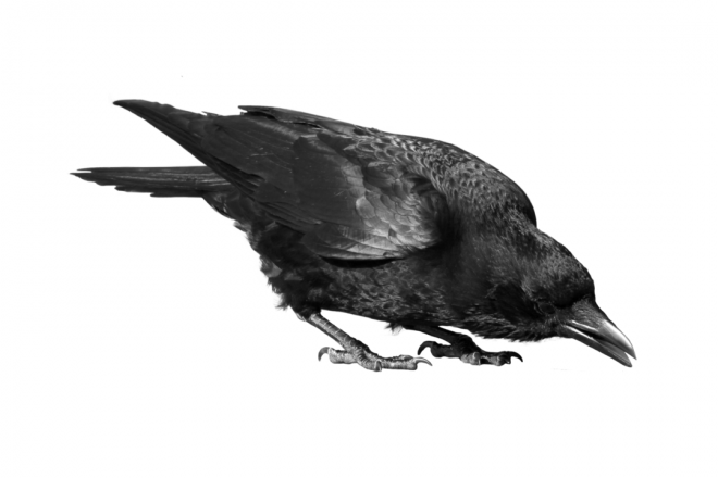 烏鴉_老鴰_crow_crow