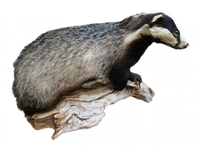 獾_badger_badger