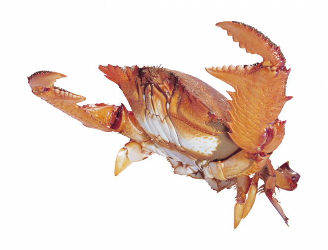 螃蟹_蟹_crab_crab