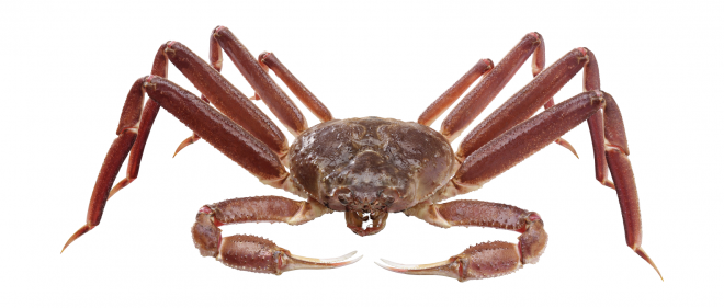 螃蟹_蟹_crab_crab