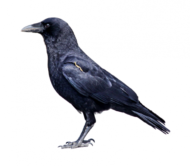 烏鴉_老鴰_crow_crow
