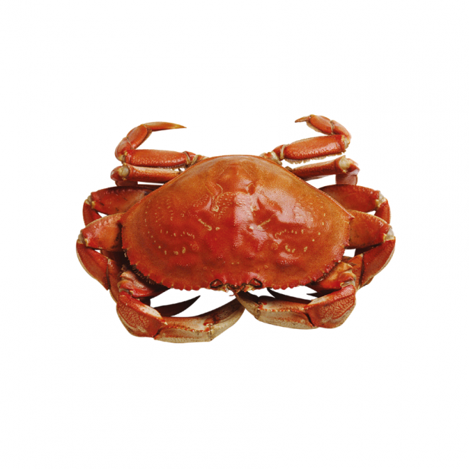 螃蟹_蟹_crab_crab