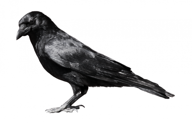 烏鴉_老鴰_crow_crow