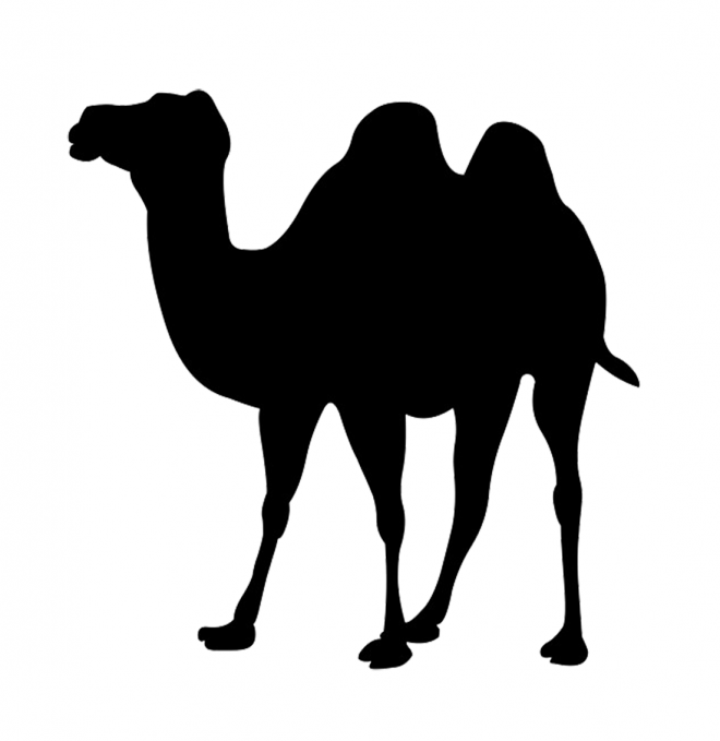 駱駝_沙漠之舟_camel_camel