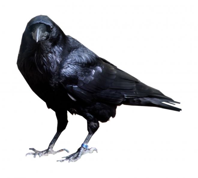 烏鴉_老鴰_crow_crow