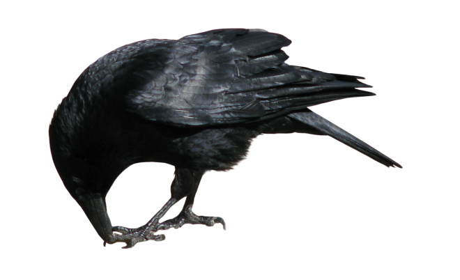 烏鴉_老鴰_crow_crow