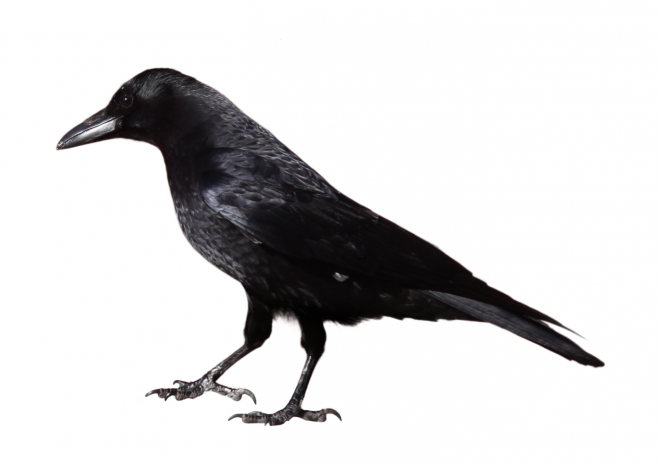 烏鴉_老鴰_crow_crow