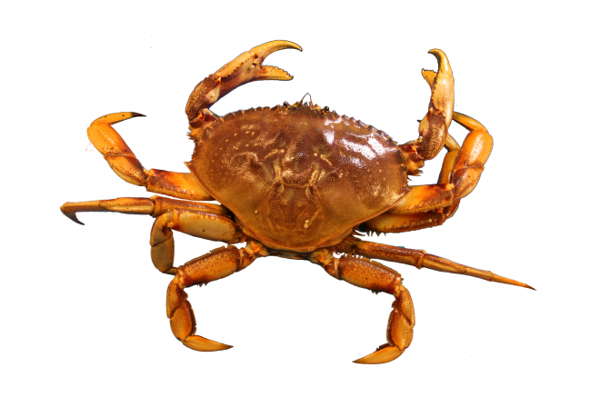 螃蟹_蟹_crab_crab