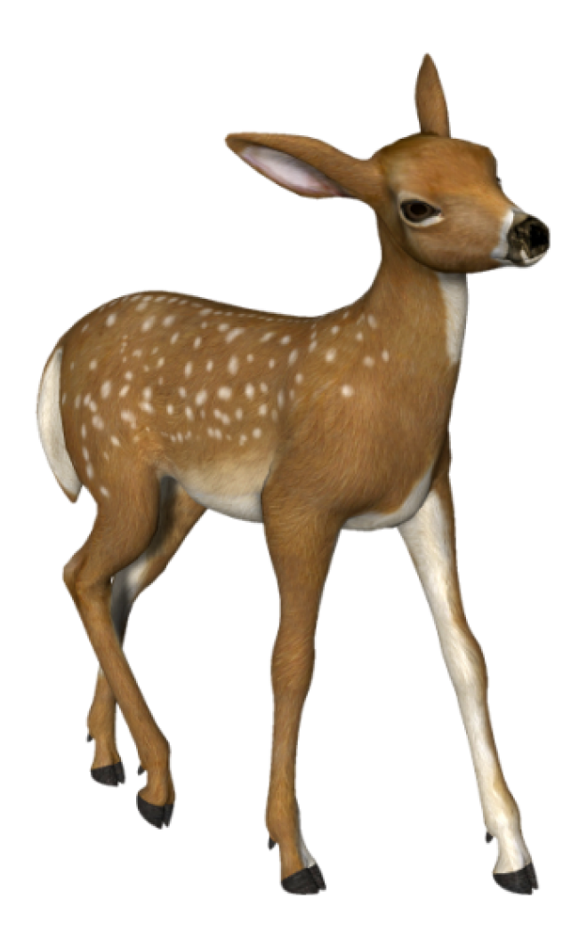 梅花鹿_鹿_deer_deer