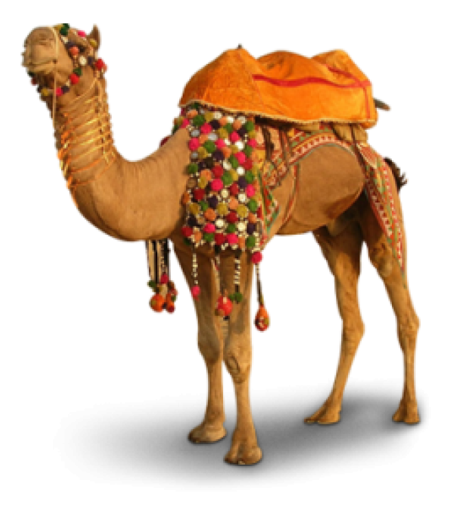 駱駝_沙漠之舟_camel_camel