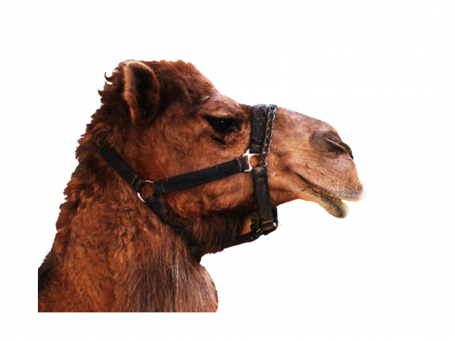 駱駝_沙漠之舟_camel_camel