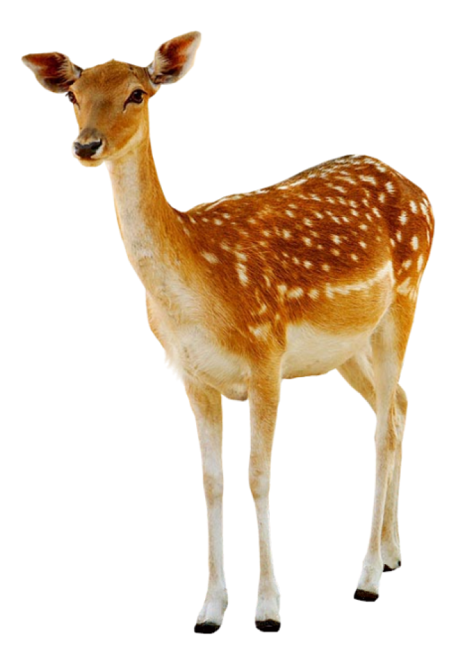 梅花鹿_鹿_deer_deer