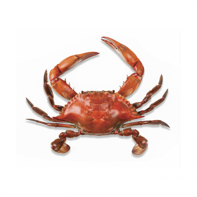 螃蟹_蟹_crab_crab