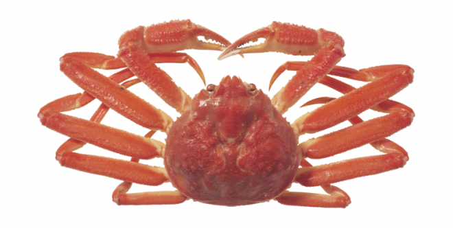 螃蟹_蟹_crab_crab