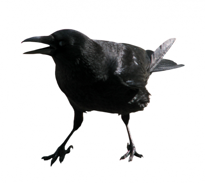 烏鴉_老鴰_crow_crow
