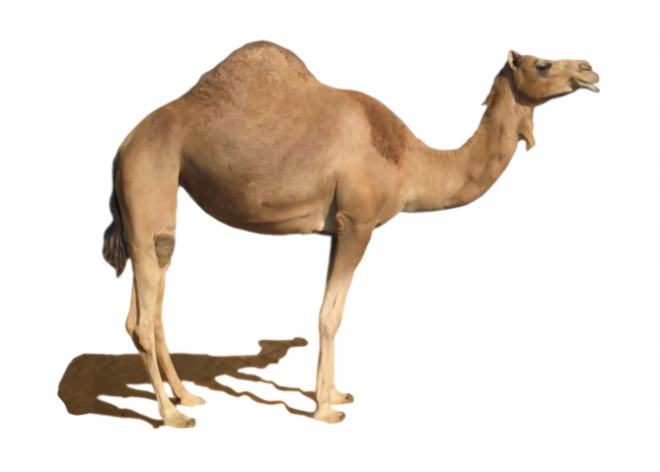 駱駝_沙漠之舟_camel_camel