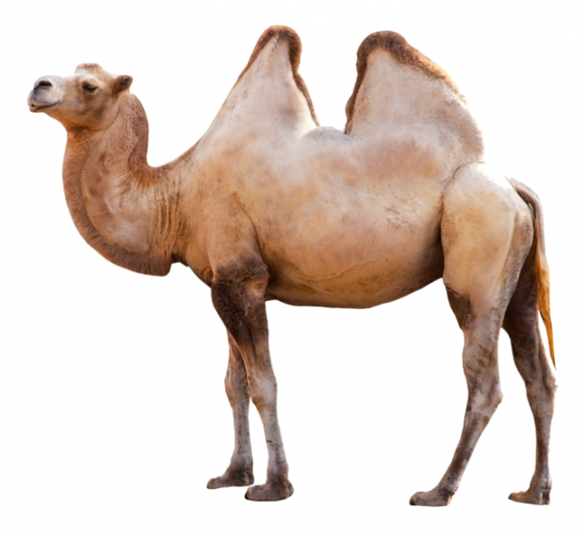 駱駝_沙漠之舟_camel_camel