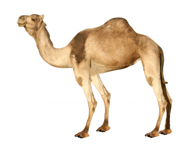 駱駝_沙漠之舟_camel_camel