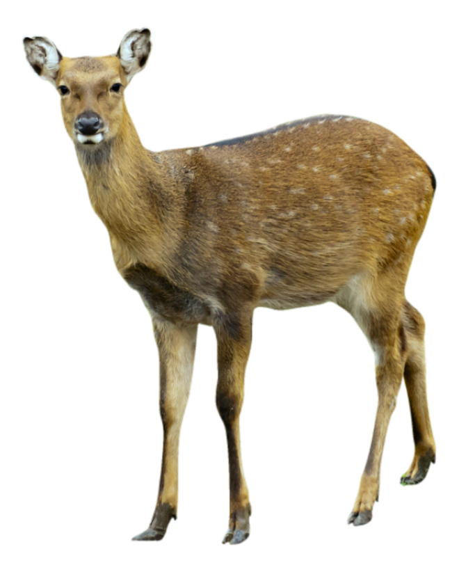 梅花鹿_鹿_deer_deer