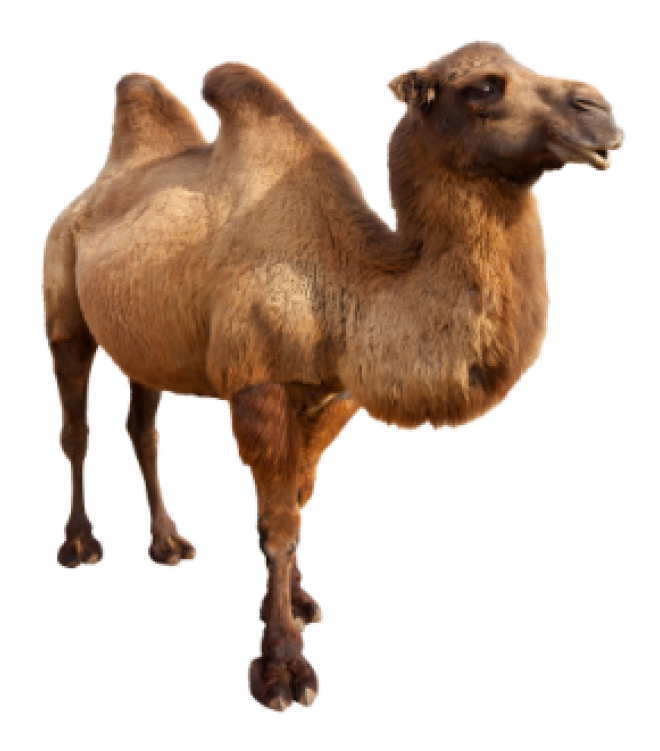 駱駝_沙漠之舟_camel_camel