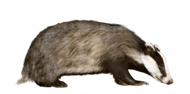 獾_badger_badger