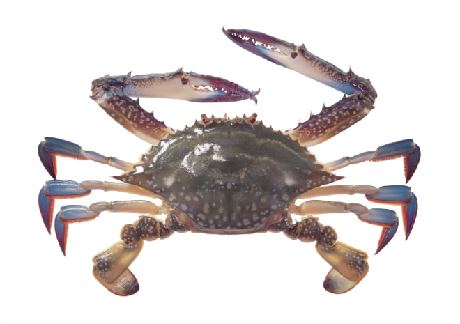 螃蟹_蟹_crab_crab
