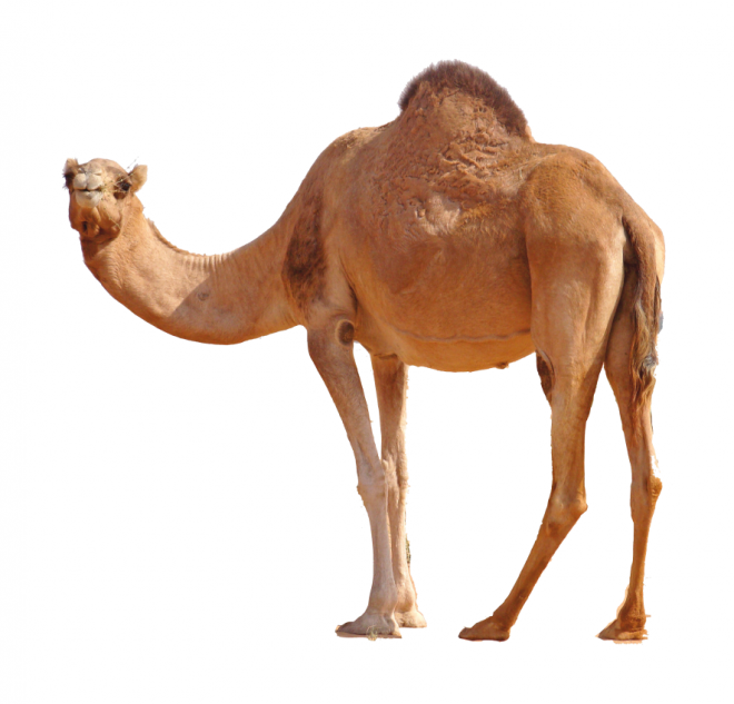 駱駝_沙漠之舟_camel_camel