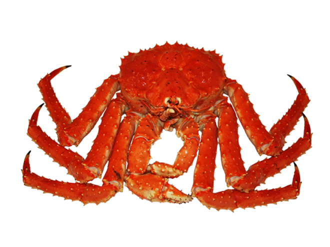 螃蟹_蟹_crab_crab