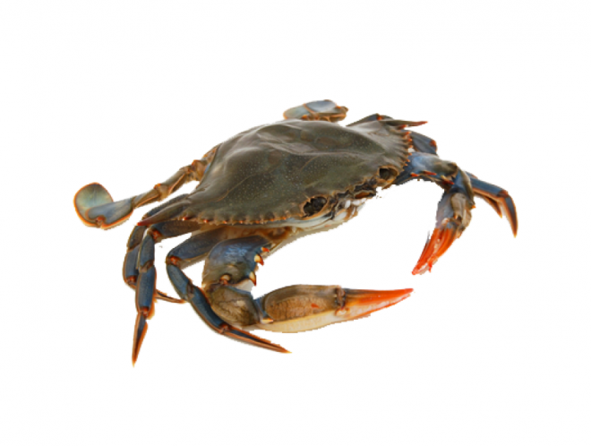 螃蟹_蟹_crab_crab