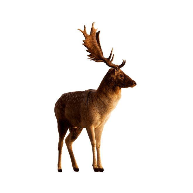 梅花鹿_鹿_deer_deer