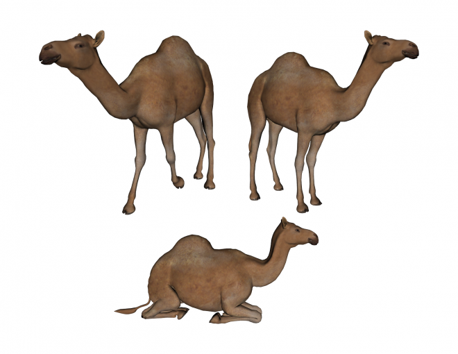 駱駝_沙漠之舟_camel_camel