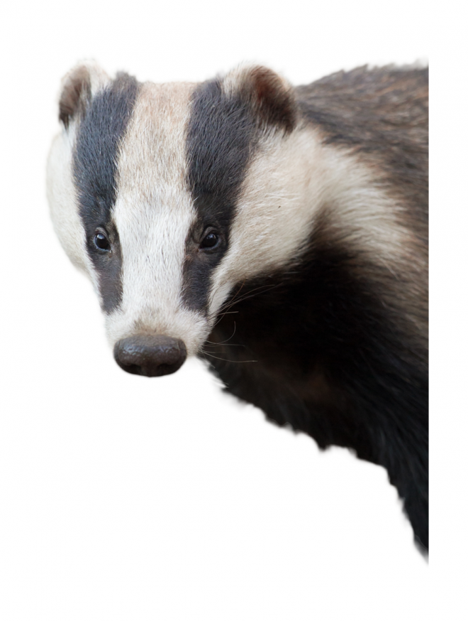 獾_badger_badger