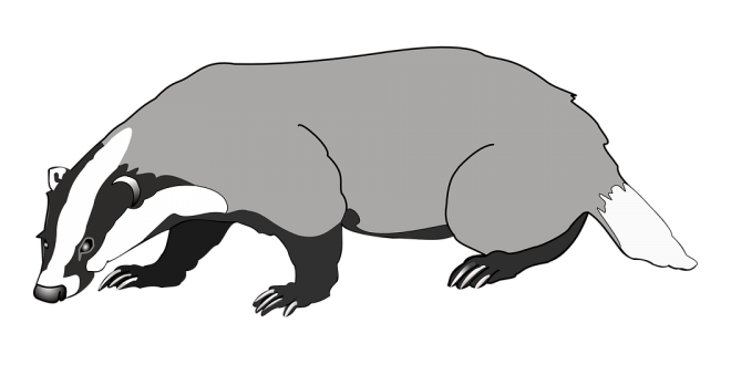 獾_badger_badger