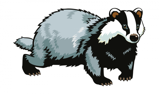 獾_badger_badger