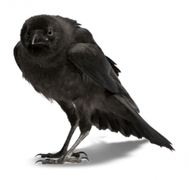 烏鴉_老鴰_crow_crow