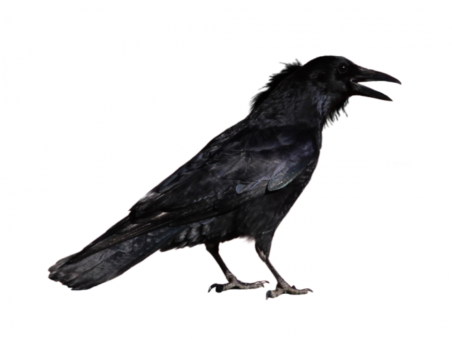 烏鴉_老鴰_crow_crow