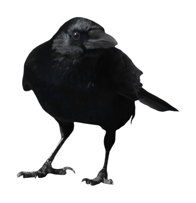 烏鴉_老鴰_crow_crow