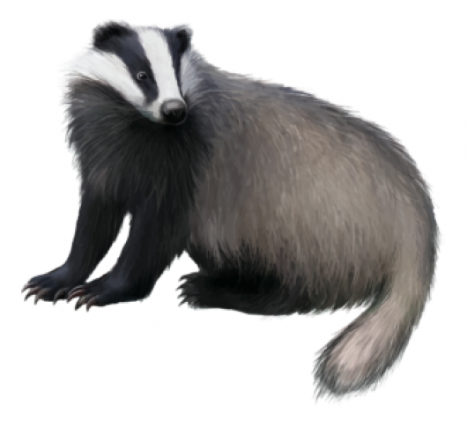 獾_badger_badger