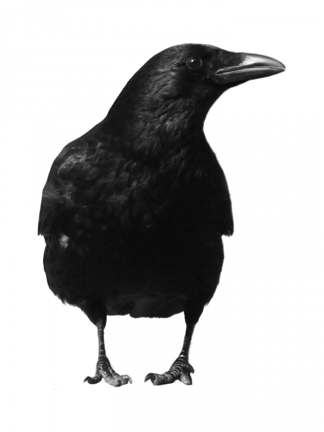 烏鴉_老鴰_crow_crow