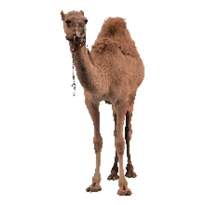 駱駝_沙漠之舟_camel_camel